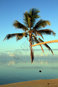 棕榈树和沙滩斐济上午图片