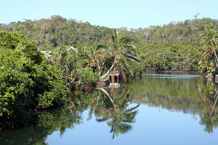 斐济岛上森林中的河流图片
