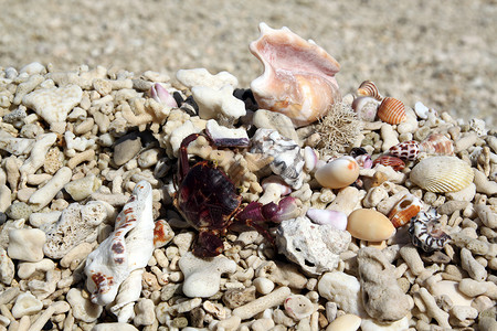 海边滩上的螃蟹弹和珊瑚图片
