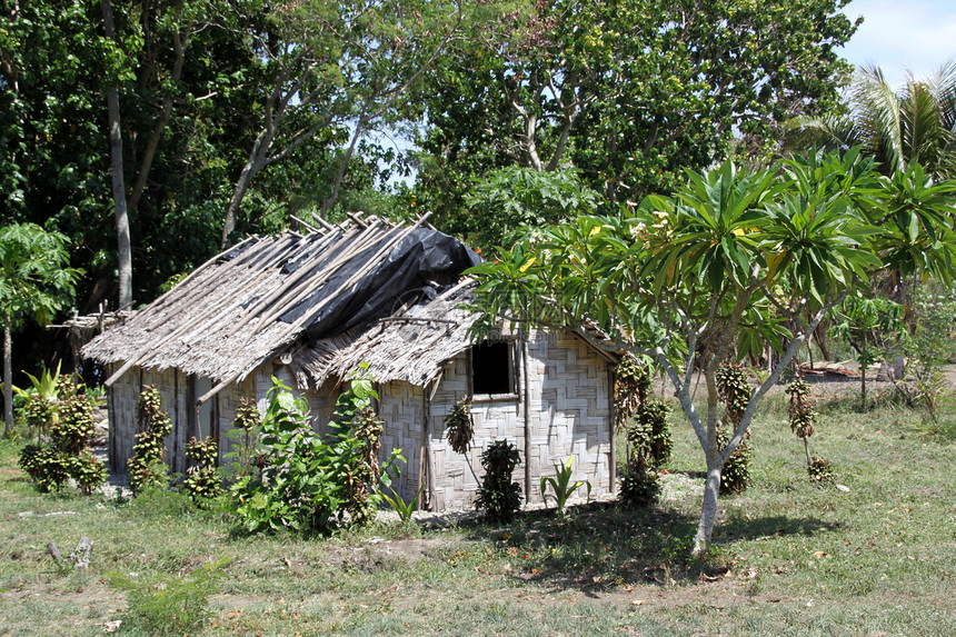 在瓦努阿图埃法特岛森林附近开棚和树木图片