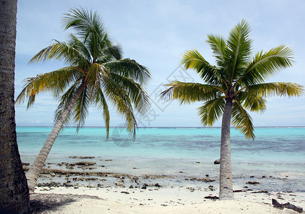 萨摩亚瓦伊海滩上的棕榈树和白沙子高清图片