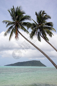 萨摩亚乌波卢海岸和小岛屿棕榈树图片
