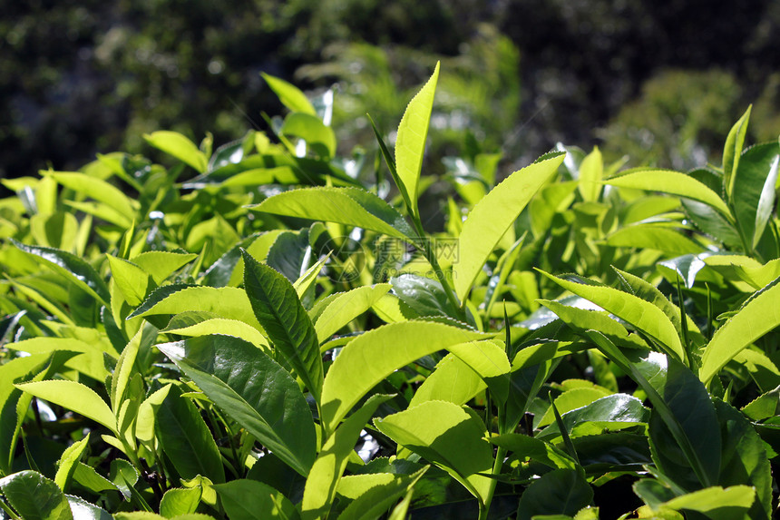 斯里兰卡山区茶叶种植园的绿图片