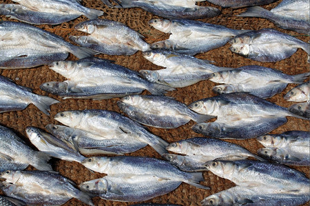 斯里兰卡地毯上的干鱼高清图片