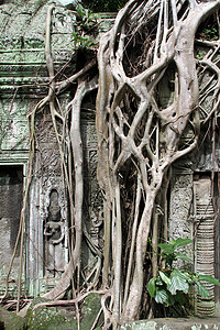 柬埔寨吴哥TaProm寺庙大树根和墙壁图片