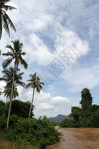 老挝唐川岛湄公河岸棕榈树图片