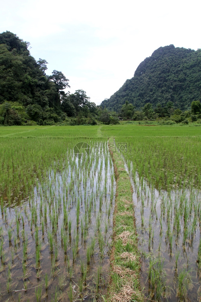 老挝LuangPrabang附近稻田上的水图片
