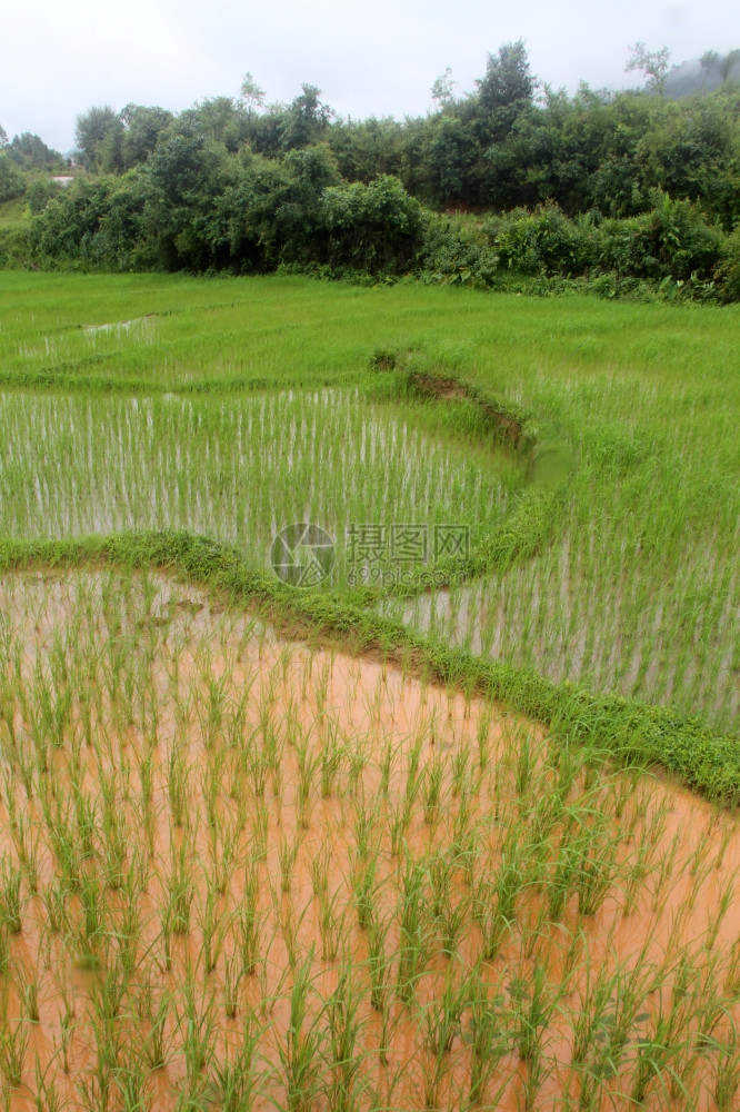缅甸掸邦绿稻田的上图片