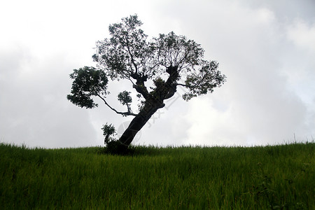 Myabnmar掸泽地的绿草和孤树高清图片