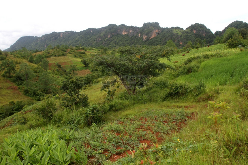 缅甸山坡上的农田图片