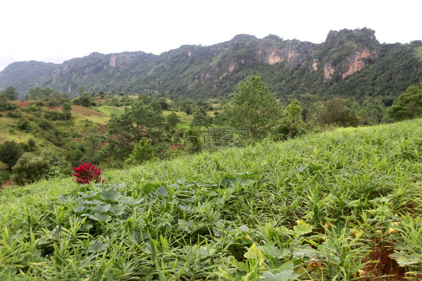 缅甸的松树山区和绿草图片