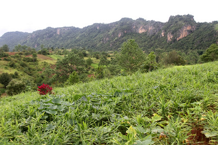 缅甸的松树山区和绿草图片