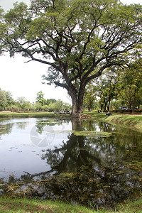 泰国Sukhotai公园的大树和池塘图片