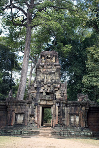 柬埔寨吴哥寺庙和树图片