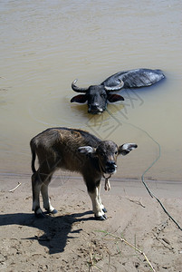 湄公河水中的牛和小图片