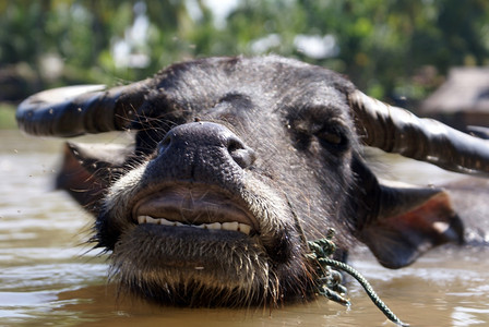 南老挝河里的牛图片