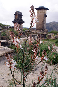 土耳其西部Xanthos废墟花和纪念碑图片