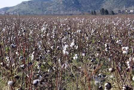 土耳其田间棉花种植园图片