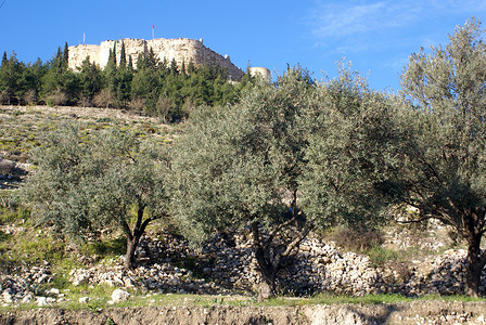 山上城堡和橄榄树图片