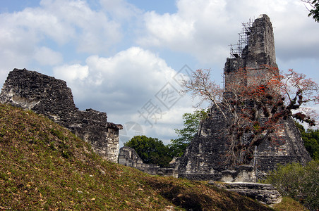 危地马拉提卡尔的废墟和大金字塔图片