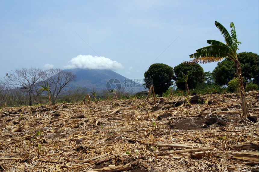 尼加拉瓜奥梅特佩岛Ometepe岛收割后香蕉种植园和火山封积图片