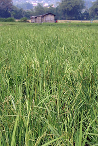 印度尼西亚苏门答腊绿稻田和农庄图片