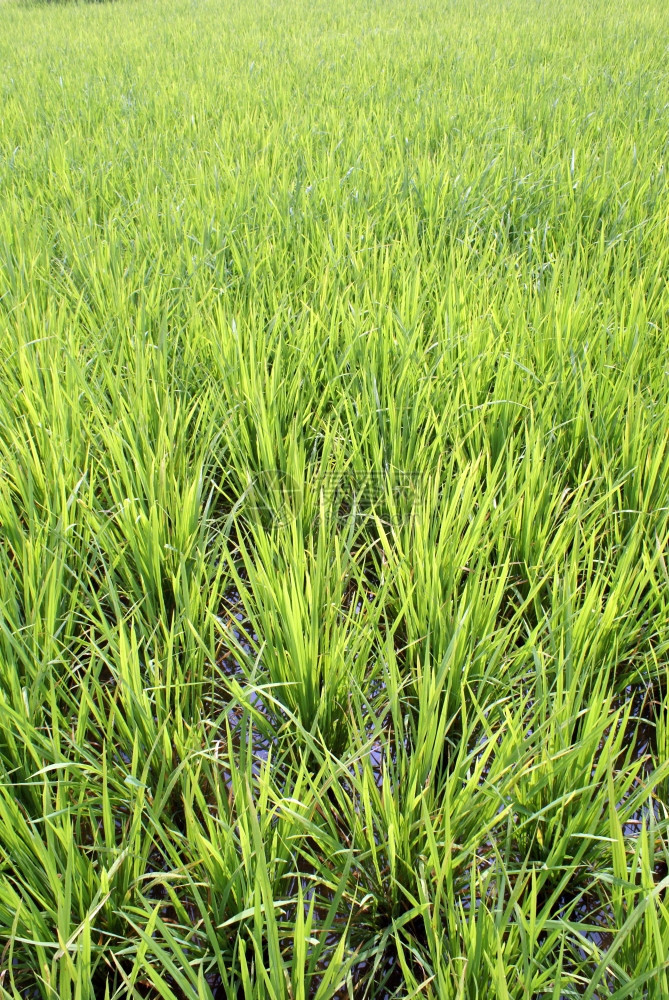 新绿稻田印度尼西亚苏门答腊图片