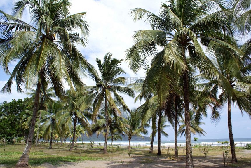 印度尼西亚爪哇Pangandaran海滩上的棕榈树图片