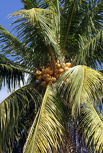 绿棕榈树上的黄椰子图片