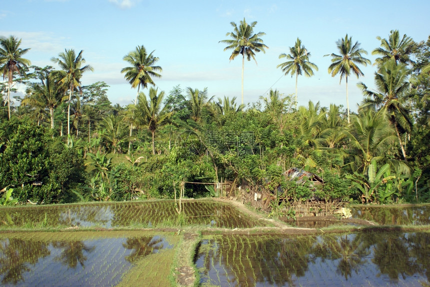 印度尼西亚巴厘水稻田印度尼西亚巴厘图片