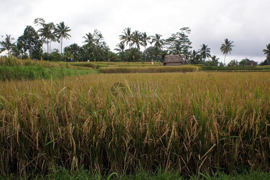 在印度尼西亚巴厘的稻田上集水图片