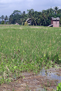 印度尼西亚巴厘的稻田和农庄图片