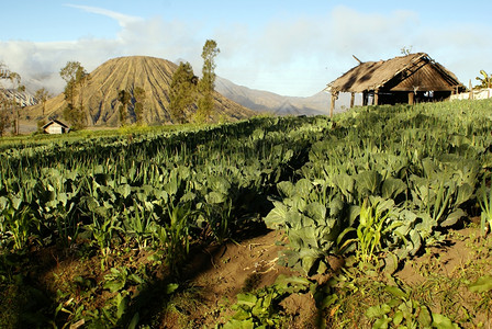 印度尼西亚爪哇农场和火山的绿田图片