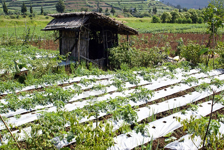 农场田和爪哇Dieng高原小屋图片