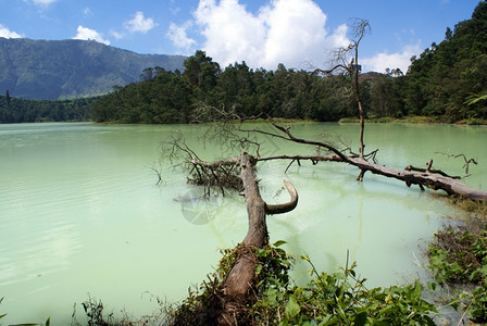 爪哇迪昂高原TelagaWArna湖的树木图片
