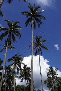 马来西亚东海岸Cherating棕榈树图片