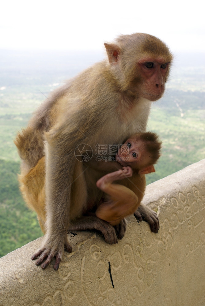 猴子妈和孩在石头上波帕山图片