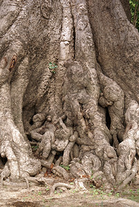 缅甸曼达利市Mingun树上的根图片