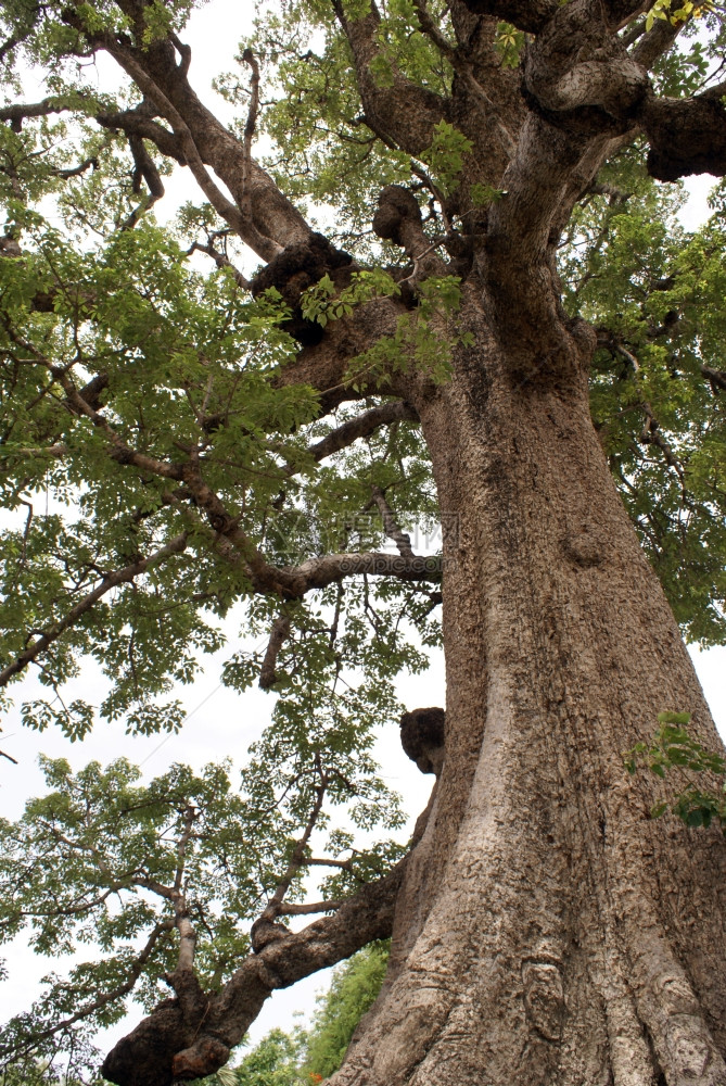 缅甸曼德勒明根大树图片