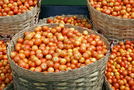 缅甸掸邦内尔湖收成带番茄的篮子图片