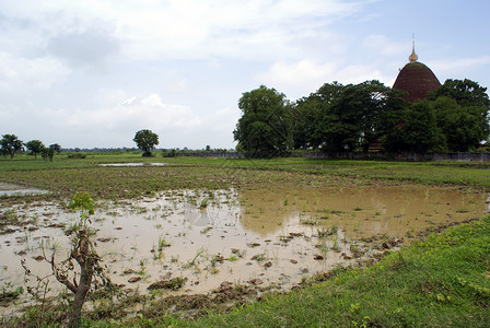 缅甸农场田地和砖头Pyay图片