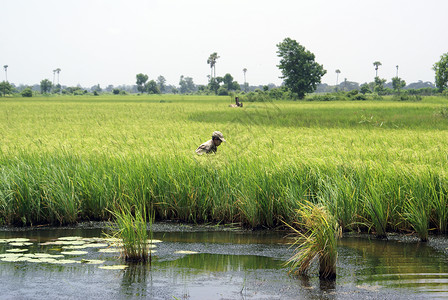 缅甸水稻田和池塘中的妇女图片