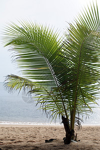 沙滩上的棕榈树泰国高三井图片