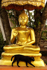 佛教与猫素材泰国中部阿尤萨亚瓦特的坐佛和黑猫背景