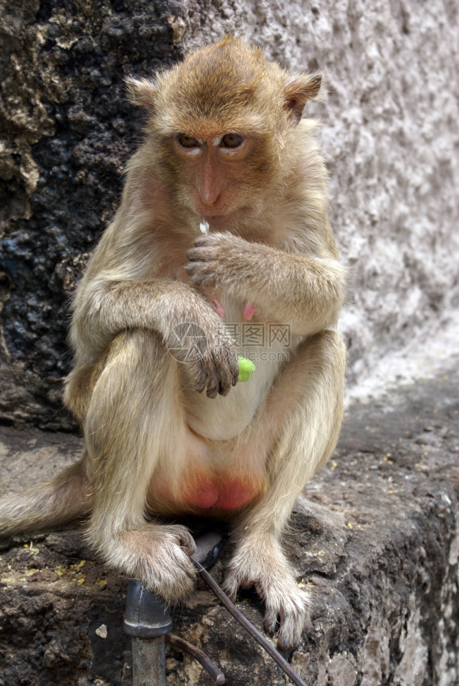 在泰国的墙上吃猴子图片
