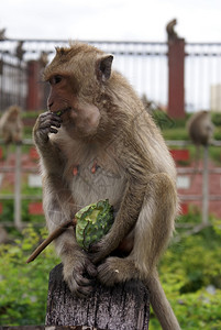 泰国的猴子吃绿瓜瓦图片