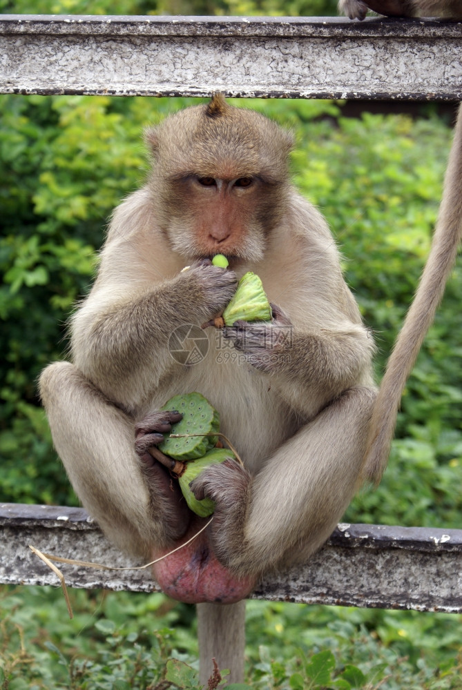 泰国人手中拿着绿色果子的大猴图片