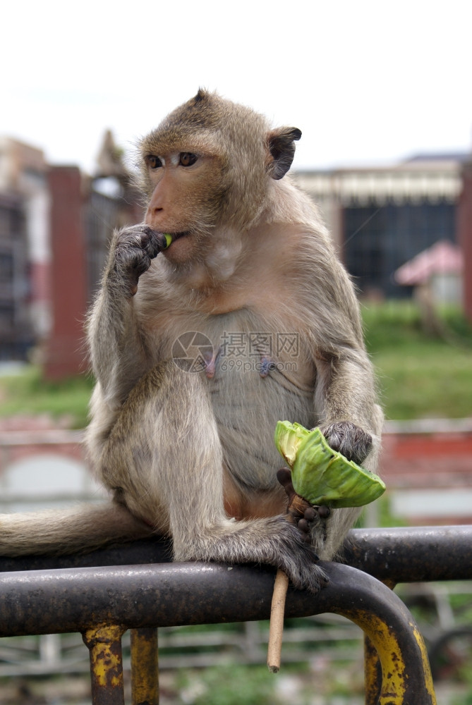 泰国食猴子与青菜鱼在泰国吃猴子图片