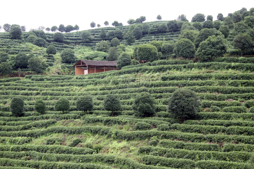 山丘木屋和茶叶种植园图片