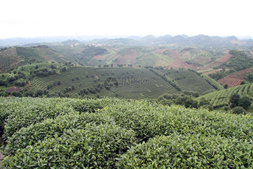 延武附近山上的茶叶种植园图片